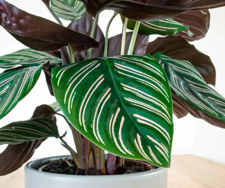 calathea ornata