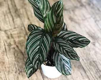 calathea pinstripe