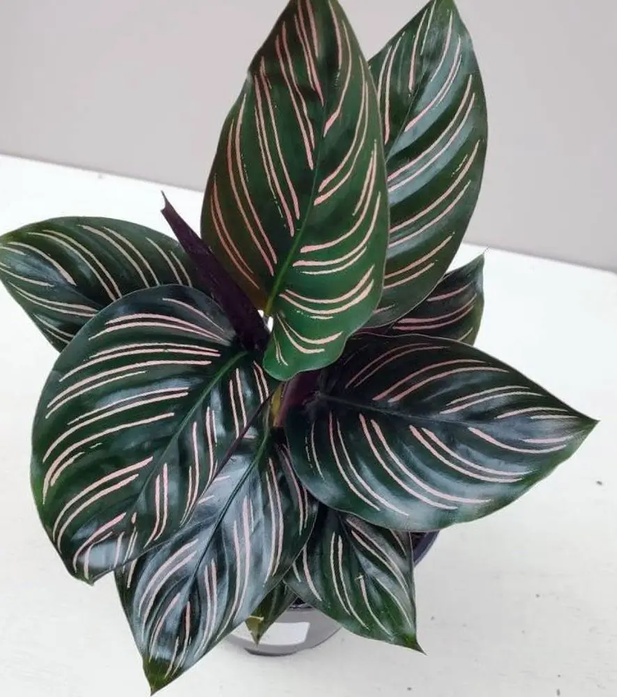 calathea ornata outdoor care