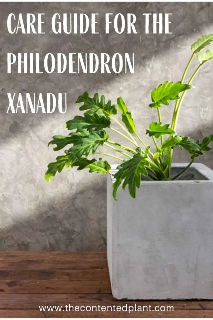 Care guide for the philodendron xanandu-pin image