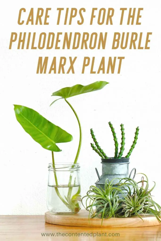Care tips for the philodendron burle marx plant-pin image
