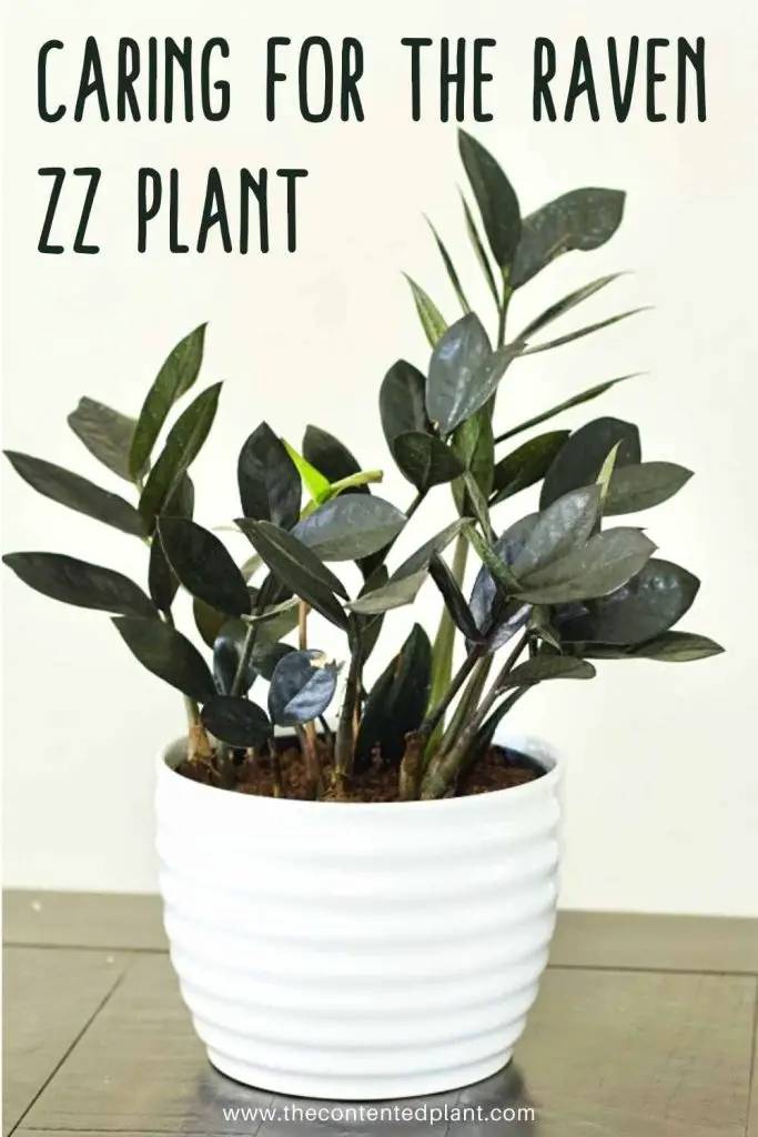 Caring for the raven zz plant-pin image