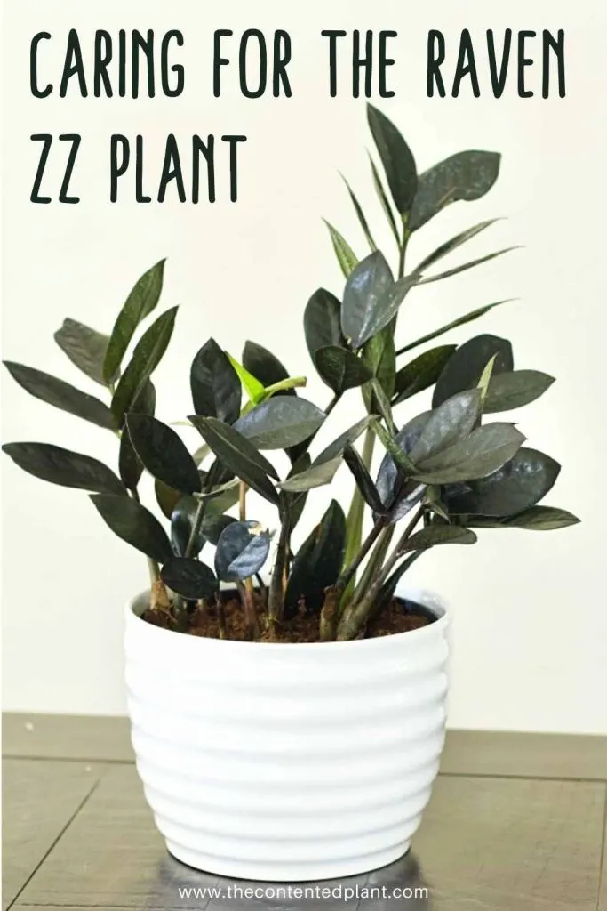 Caring for the raven zz plant-pin image