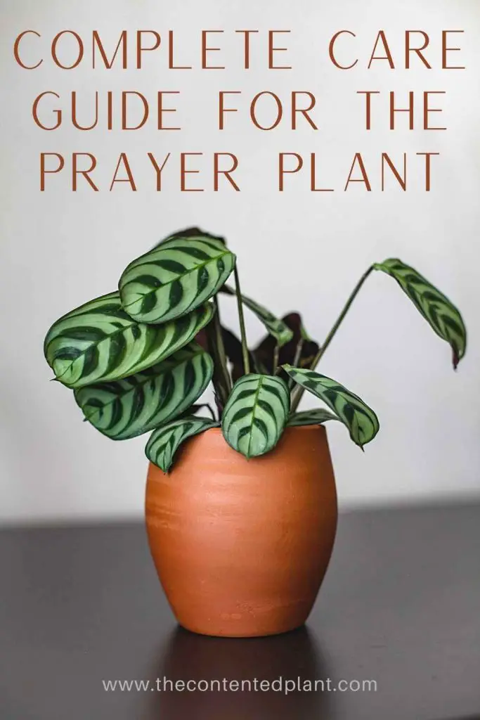 Complete care guide for the prayer plant-pin image