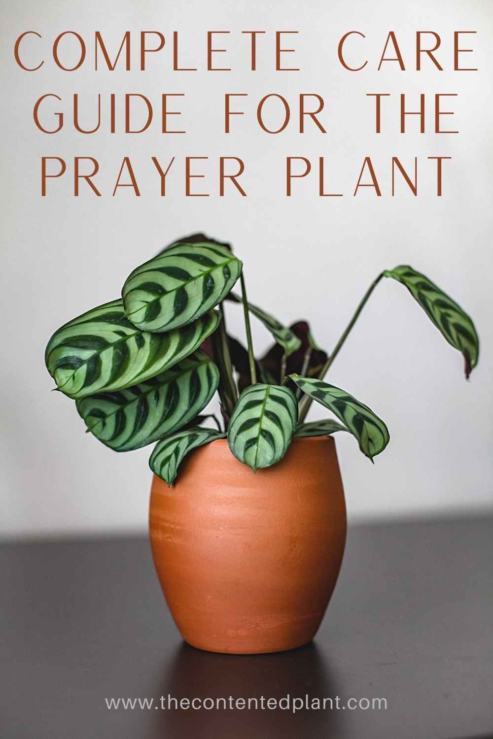 Maranta Leuconeura (Prayer Plant)-Care Guide - The Contented Plant