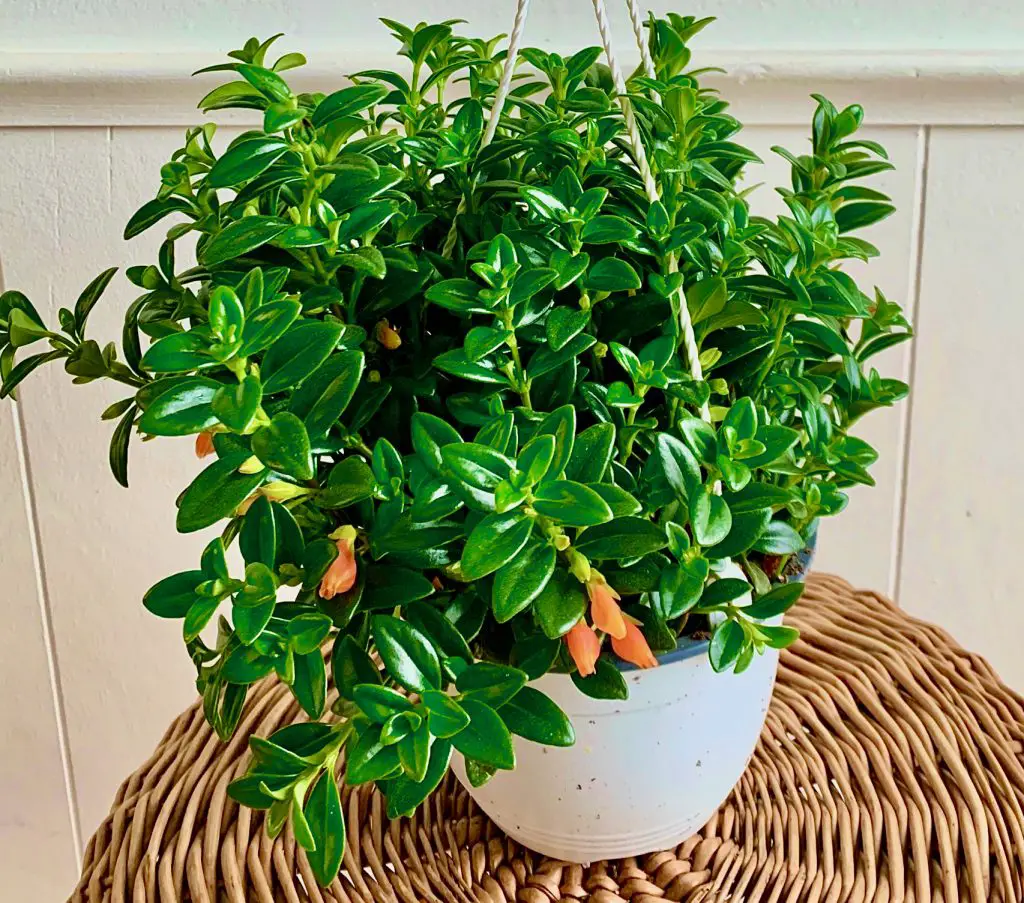 Goldfish plant Columnea gloriosa