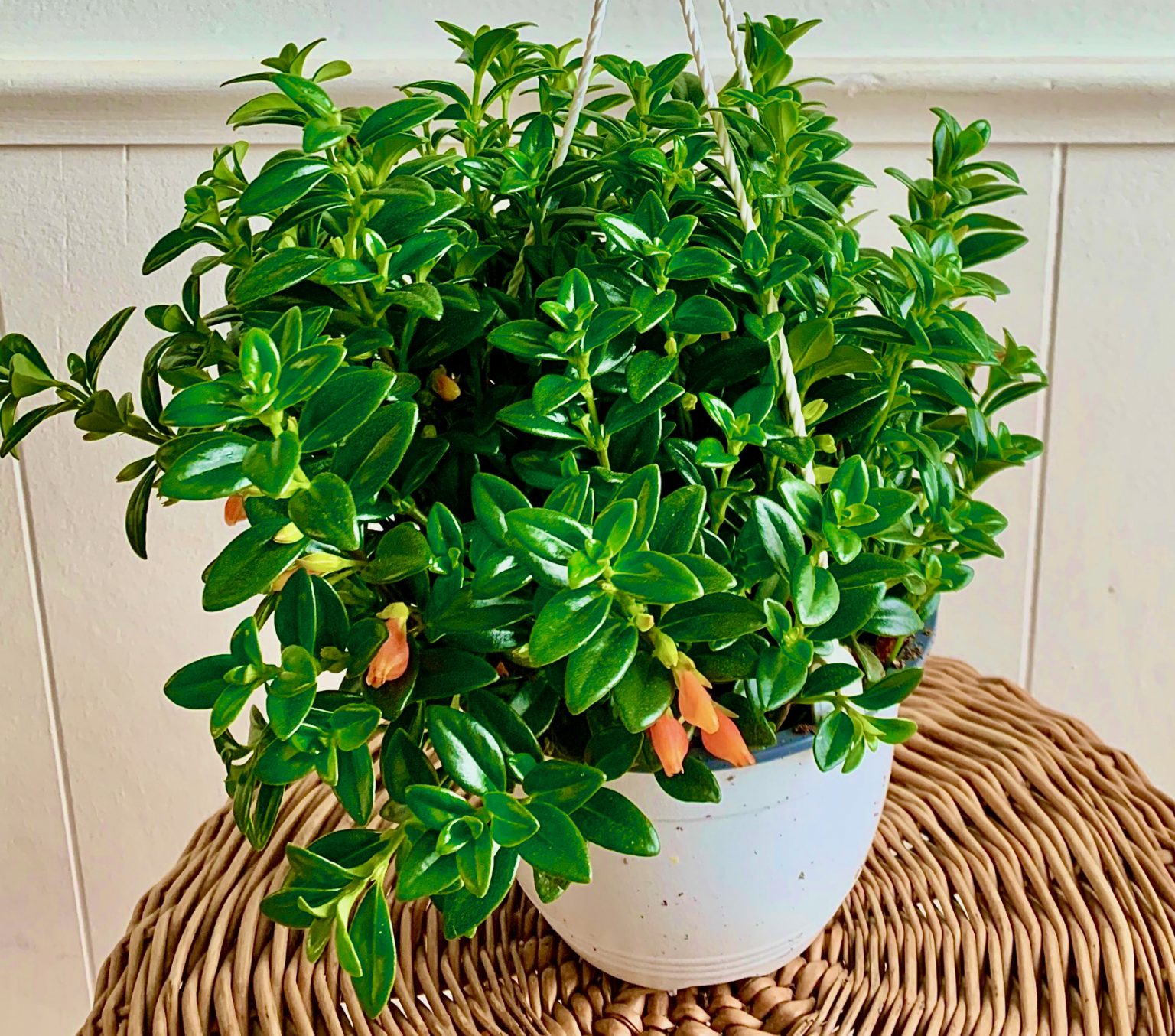 Goldfish Plant Care Guide The Contented Plant