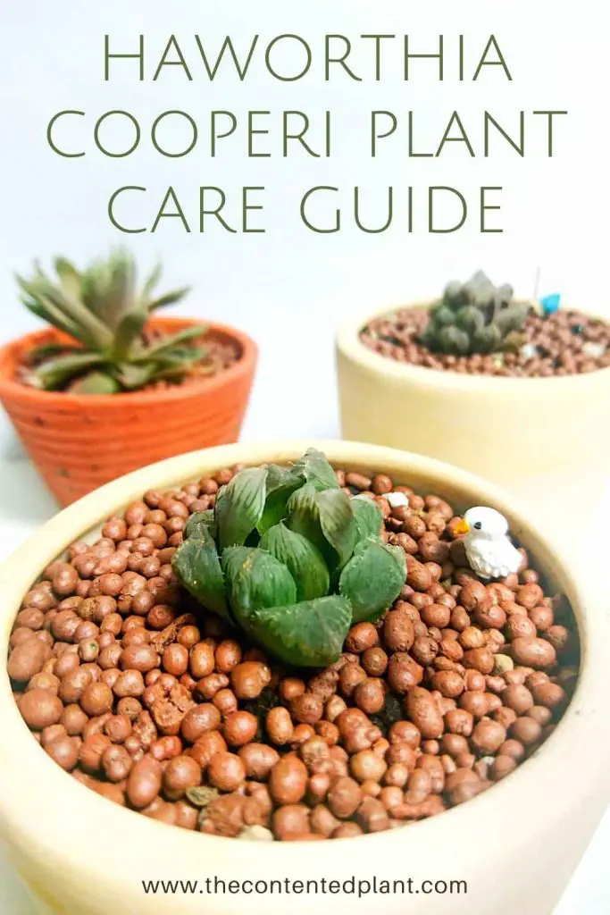 Haworthia cooperi plant care guide-pin image