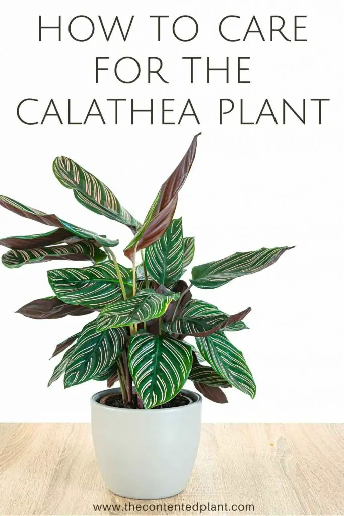 How to care for the calathea plant-pin image