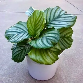 Goeppertia orbifolia can grow leaves up to a foot wide