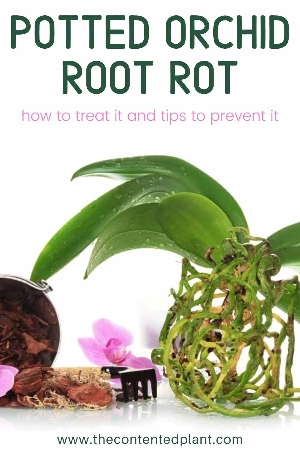 Potted orchid root rot-pin image