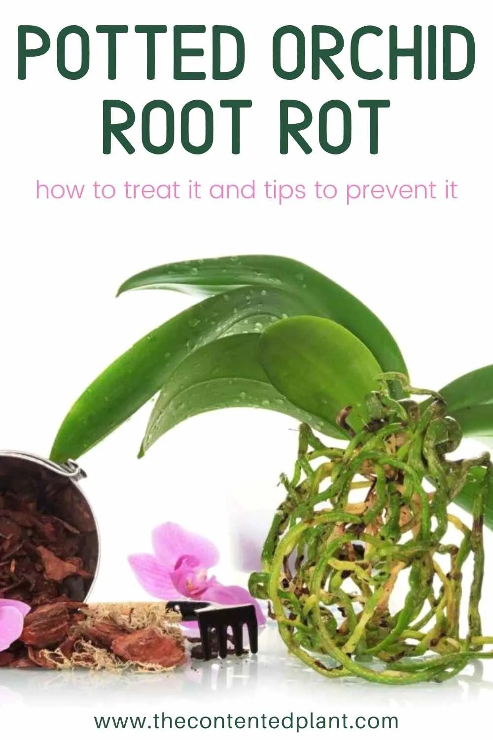 Potted orchid root rot-pin image