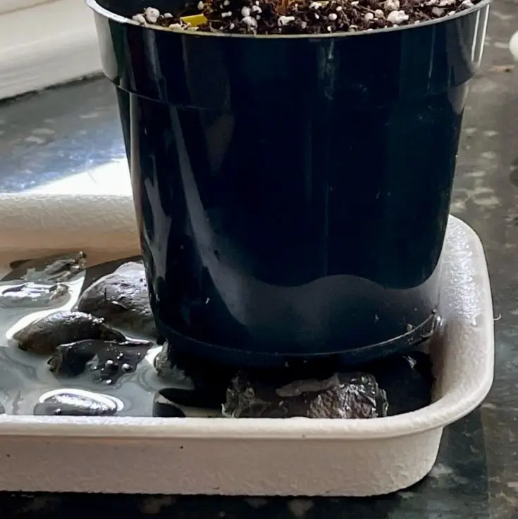 Brown Leaves On PlantsHow to Fix This. The Contented Plant