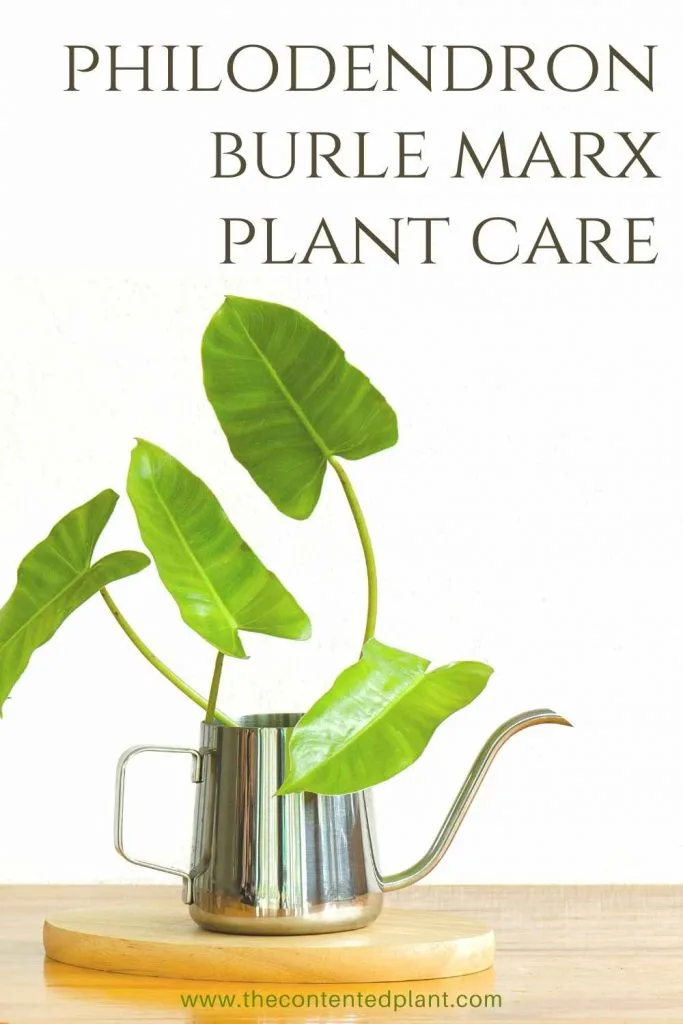Philodendron burle marx plant care-pin image