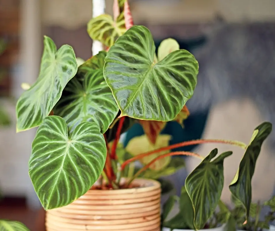 Philodendron Verrucosum Plant