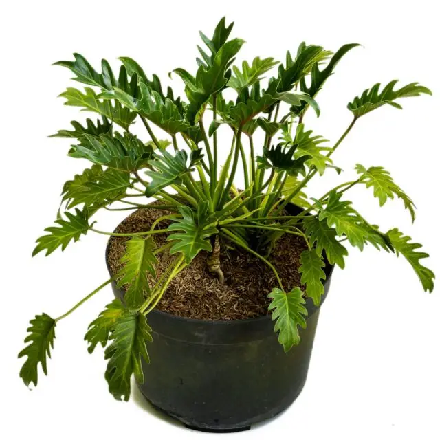 Philodendron Xanadu Plant Profile and Care Guide The Contented Plant