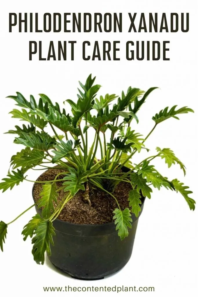 Philodendron xanadu plant care guide-pin image