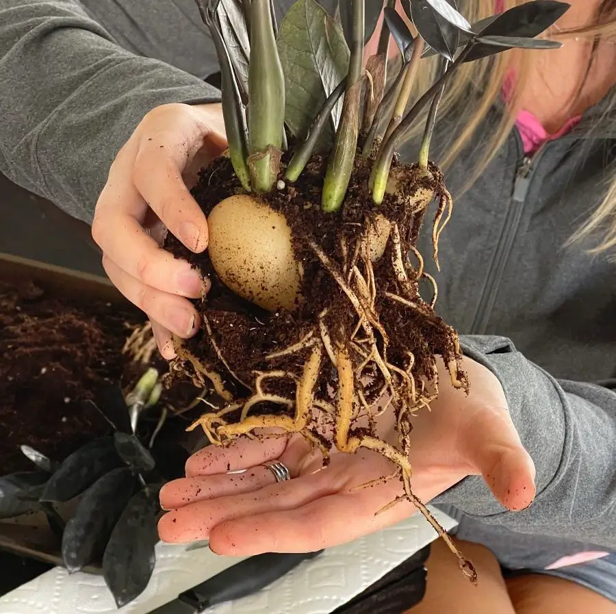 un-potted ZZ plant showing roots and tubers