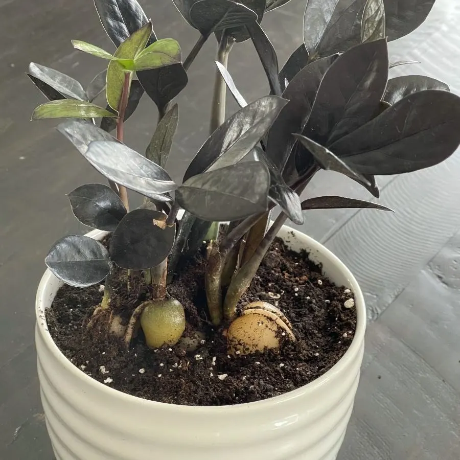 propagating zz plant-repotted