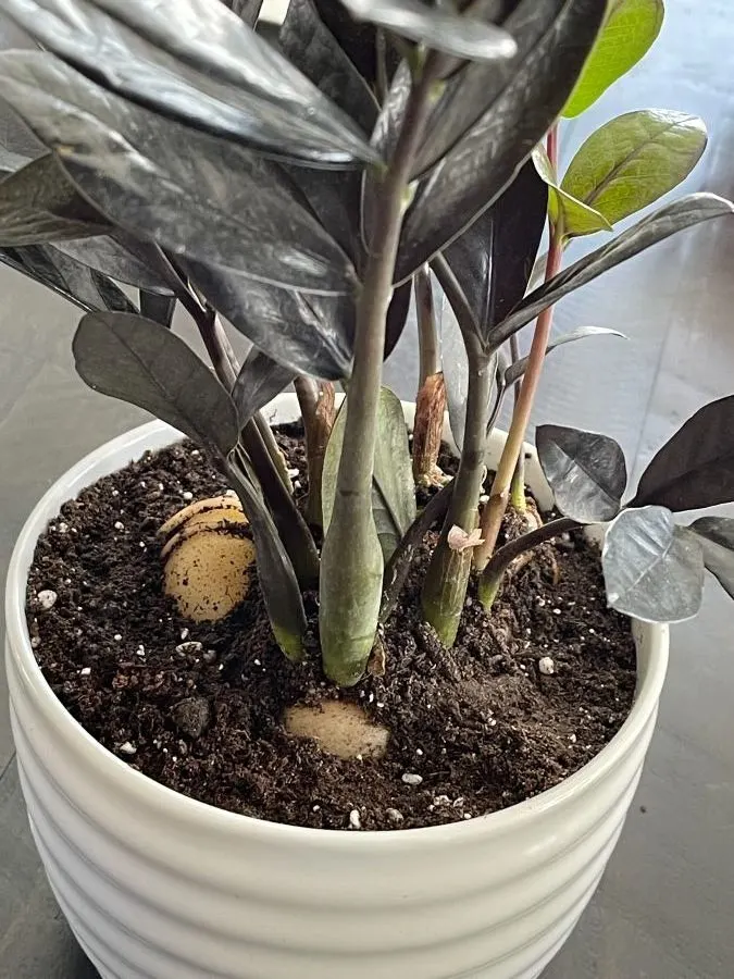 propagating zz plant-showing tubers