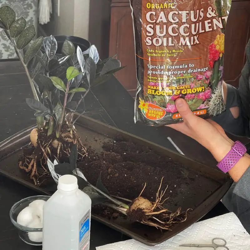 propagating zz plant-succulent soil mix