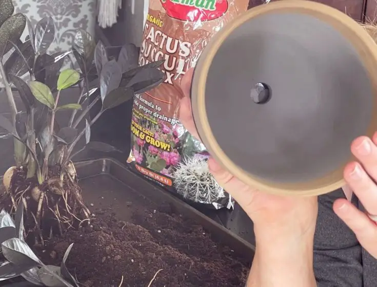 Raven ZZ Plant Care and Profile The Contented Plant
