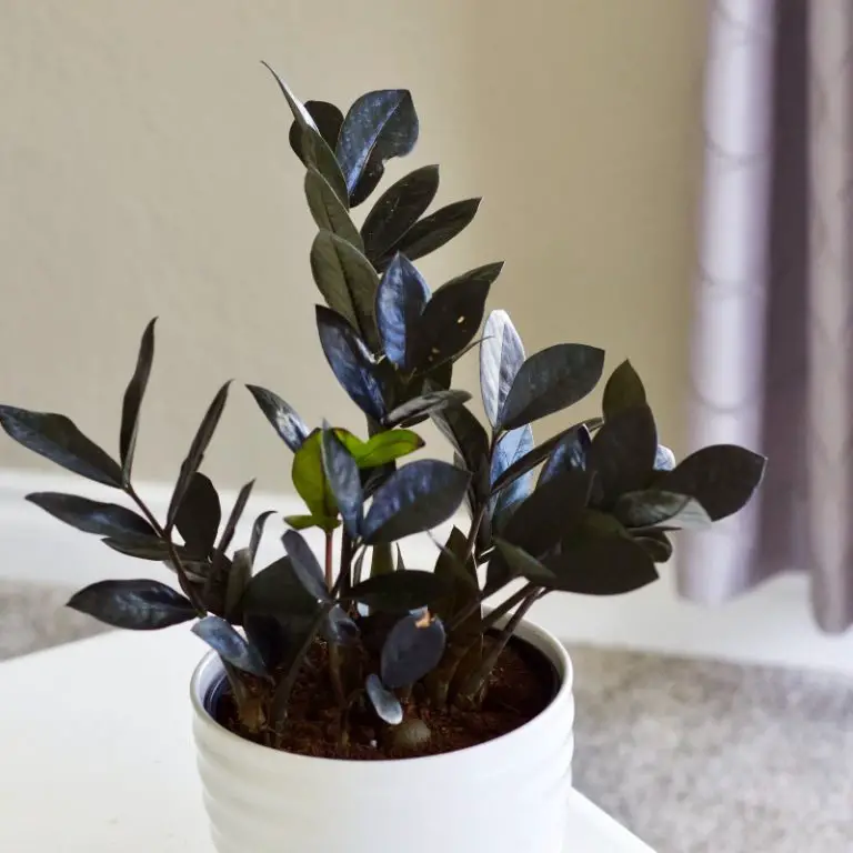 Raven ZZ Plant Care and Profile The Contented Plant