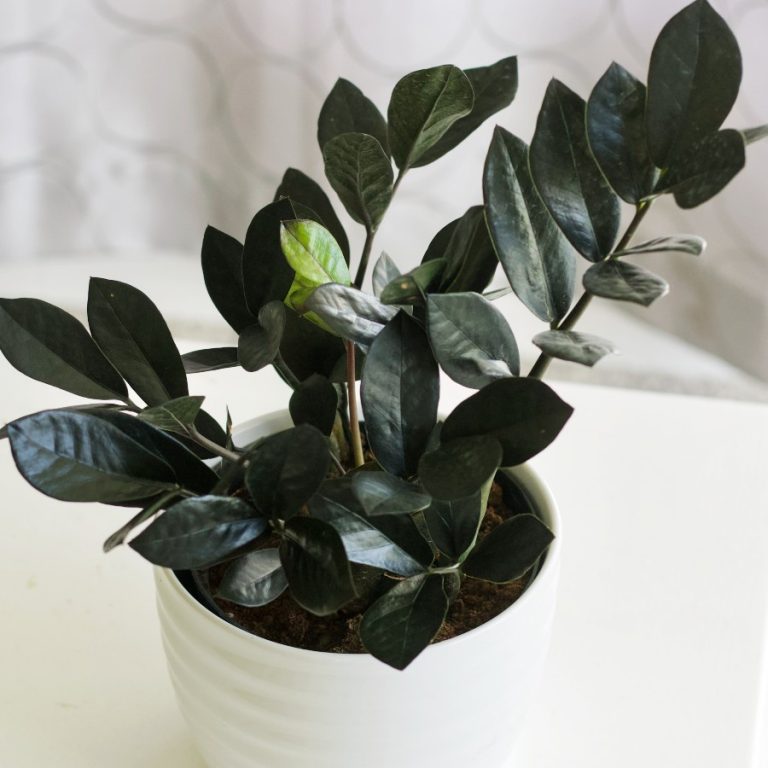 How to care for a ZZ plant The Contented Plant
