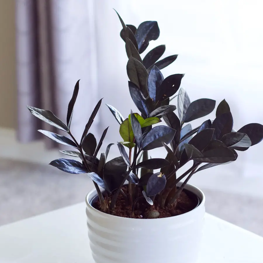 Black raven ZZ plant