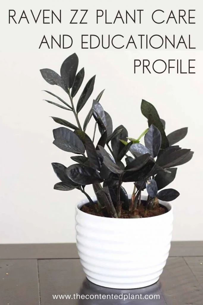 Raven zz plant care and educational profile-pin image