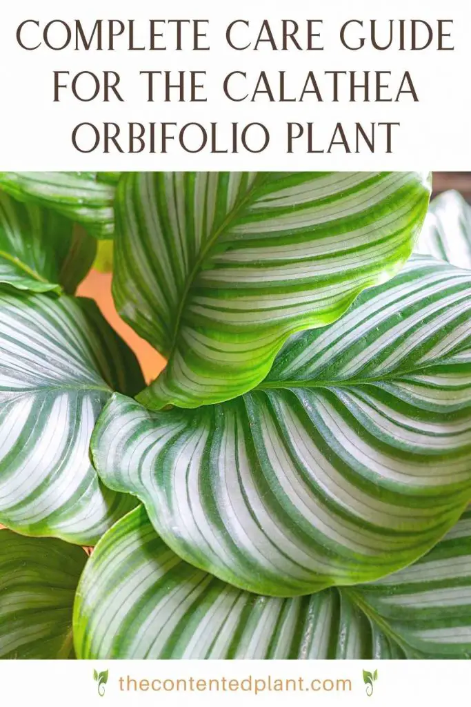Complete care guide for the calathea orbifolio plant-pin image