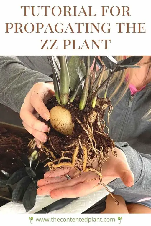 ZZ Plant Propagation Three Methods The Contented Plant