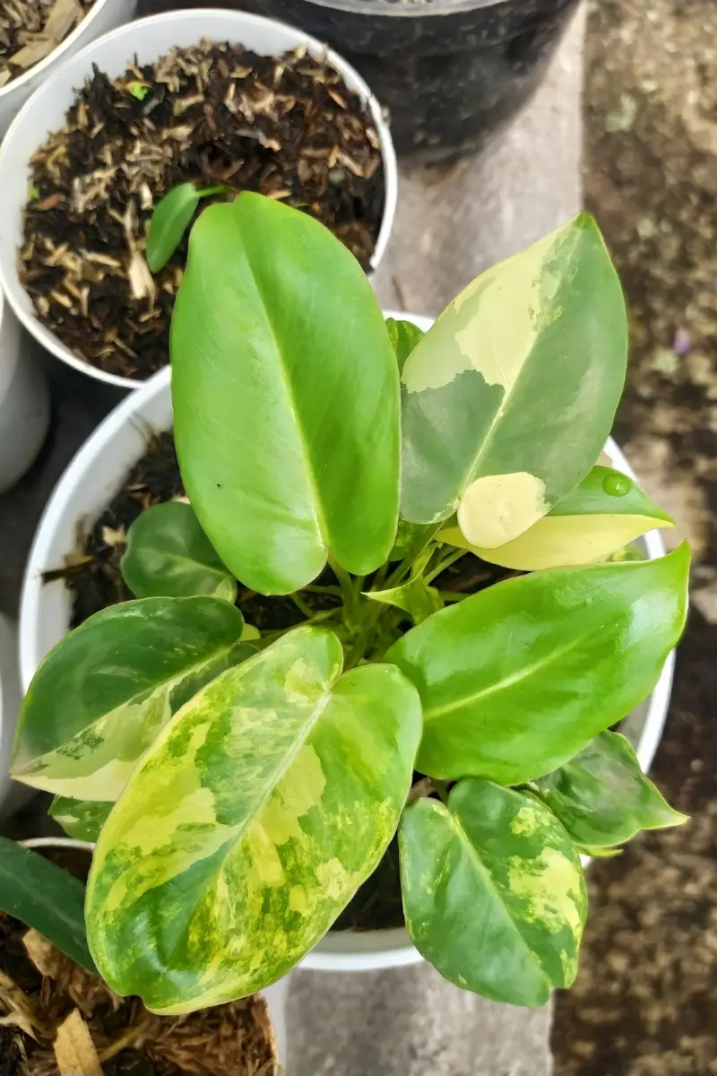 variegated philodendron burle marx