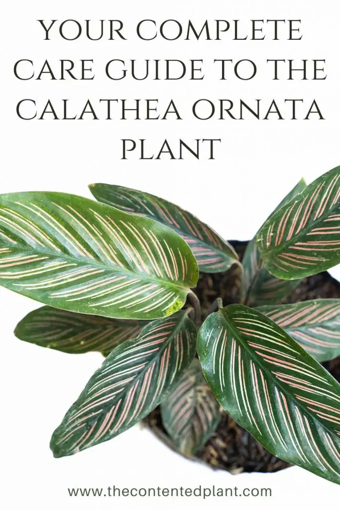 Your complete care guide to the calathea ornata plant-pin image