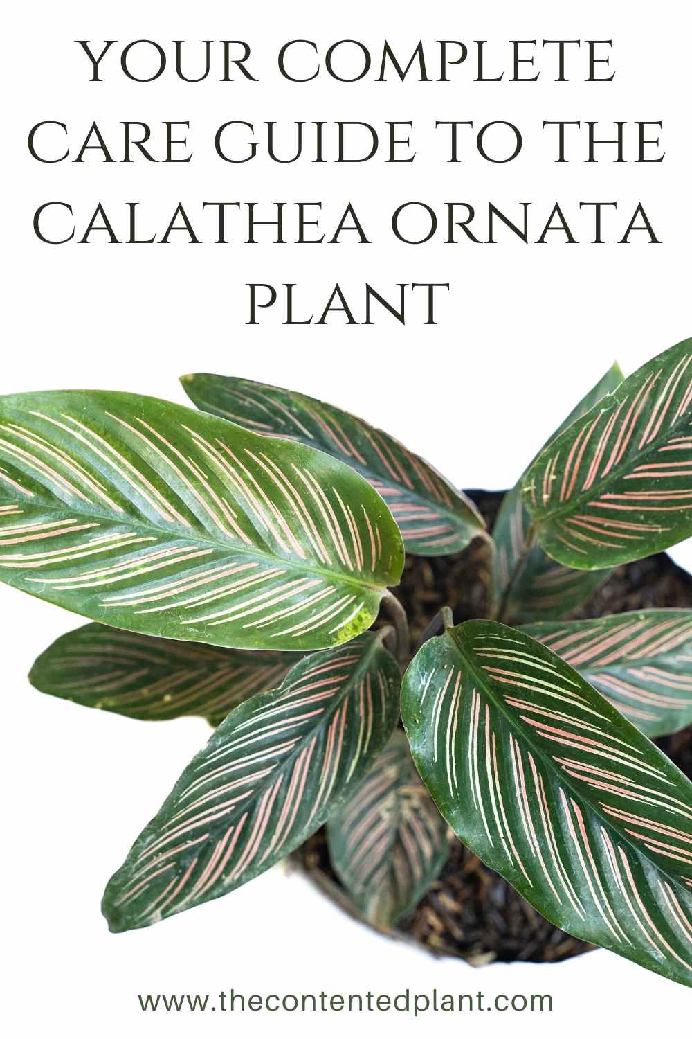 Calathea Ornata Care guide and Plant Profile - The Contented Plant