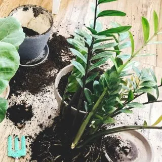 zz plant propagation