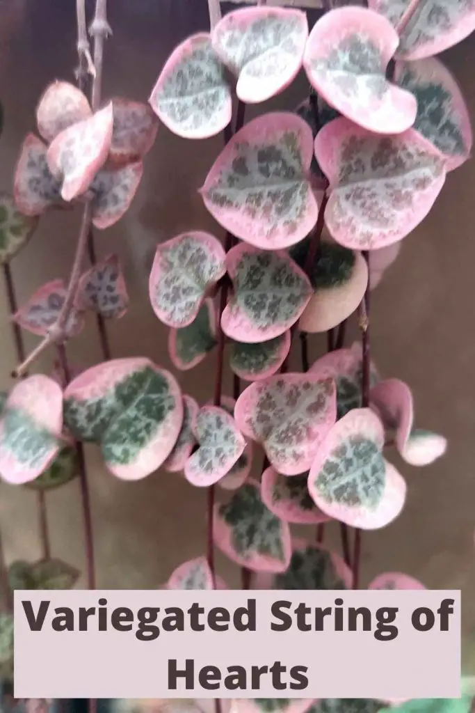 Ceropegia Woodii Variegata or Variegated String of Hearts