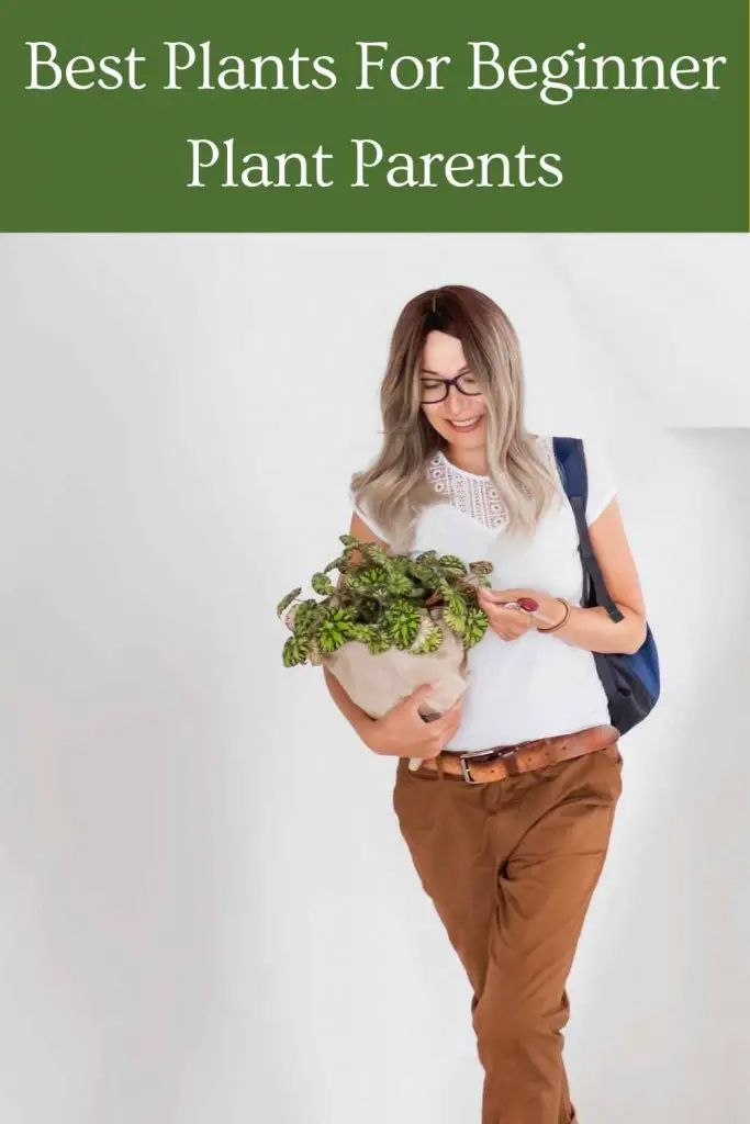 Best housePlants For Beginner Plant Parents