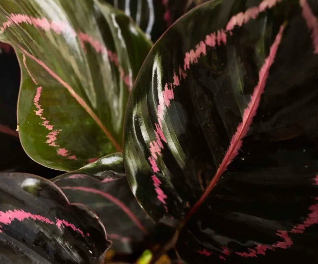 calathea dottie leaf detail