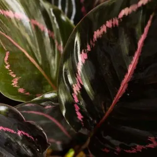 calathea dottie leaf detail