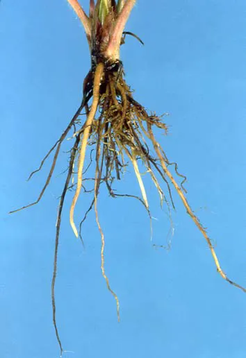 root rot in strawberry plant