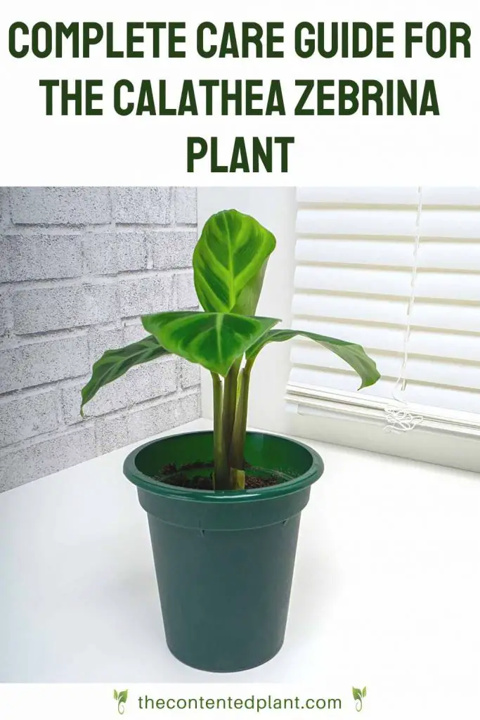 Complete care guide for the Calathea Zebrina plant-pin image