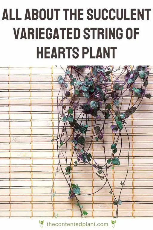 string of hearts plant uk