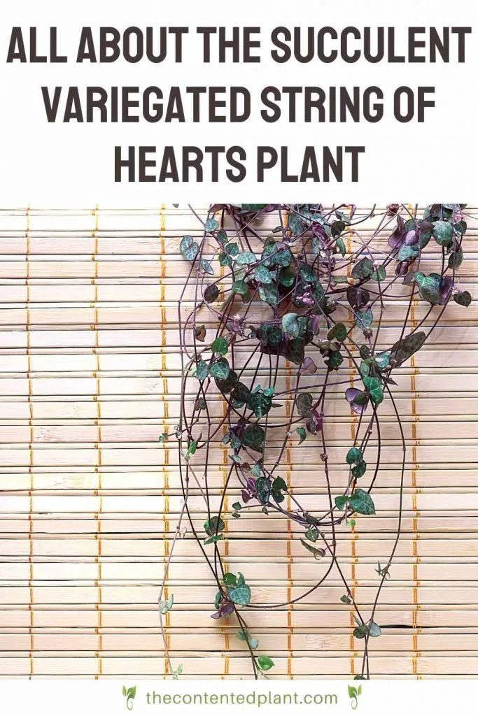 All about the succulent variegated string of hearts plant-pin image