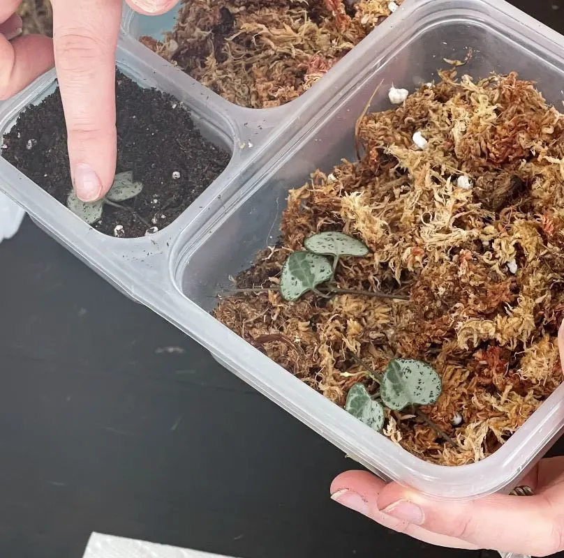butterfly propagation in soil and moss