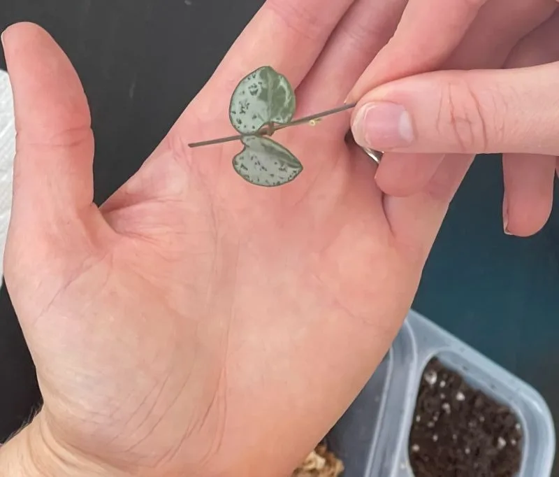 butterfly method-string of hearts propagation