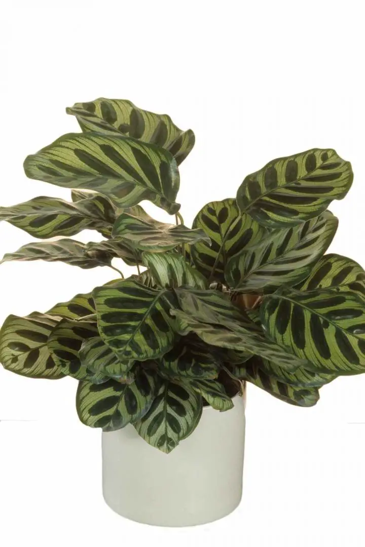 Calathea Makoyana Care Guide and Profile - The Contented Plant