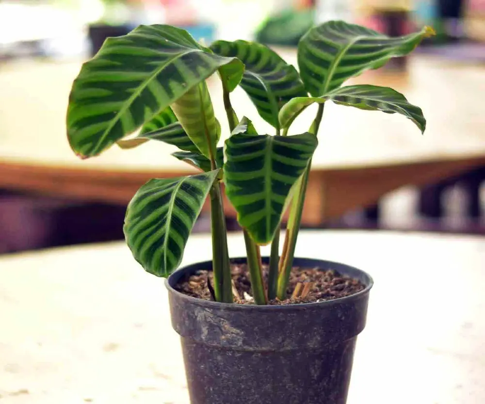 calathea zebrina