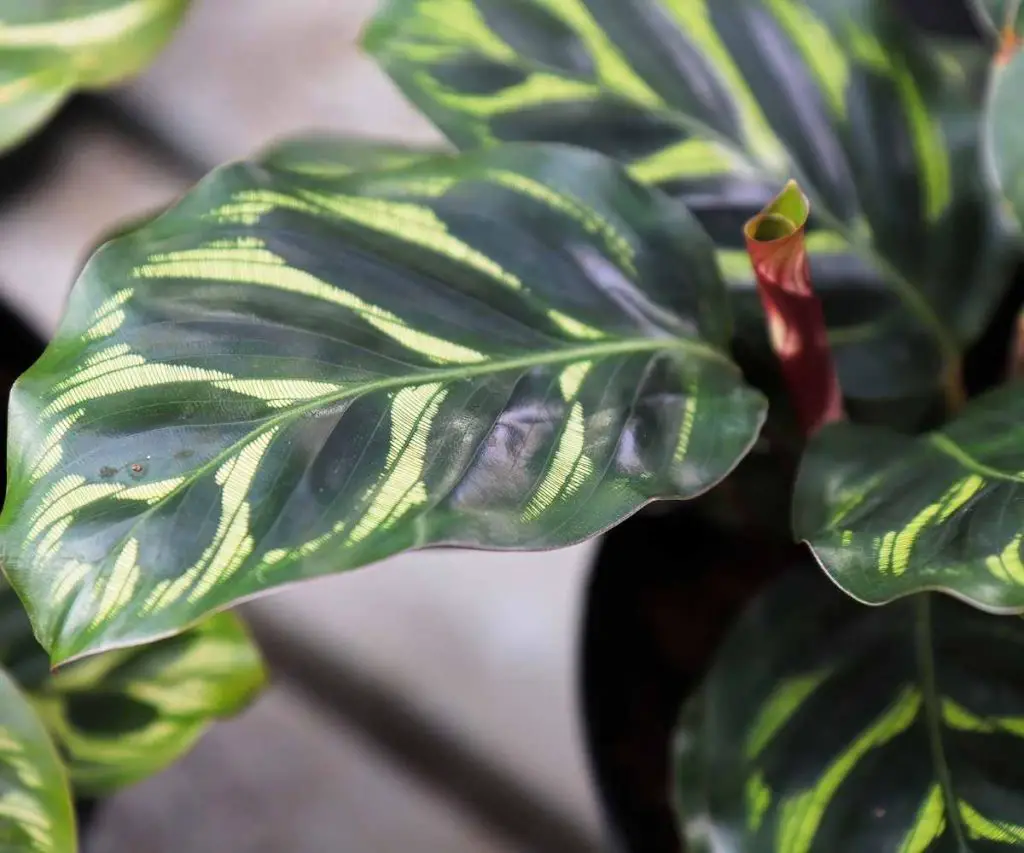 calathea makoyana peacock plant