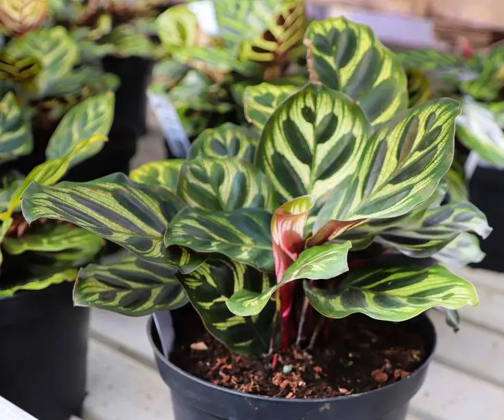 Calathea Makoyana Care Guide and Profile The Contented Plant